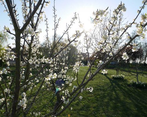 Jardin-gite-fleurs-hotes (10)