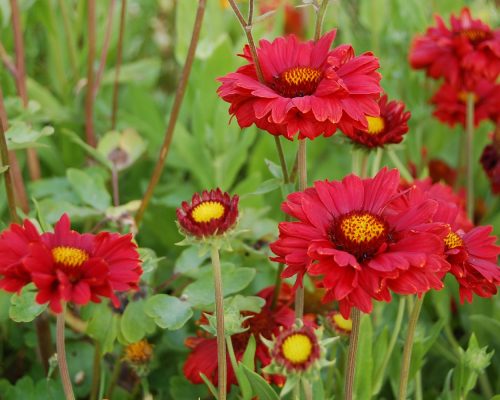 Jardin-gite-fleurs-hotes (13)