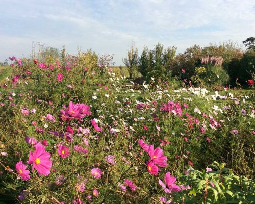 Jardin-gite-fleurs-hotes (5)