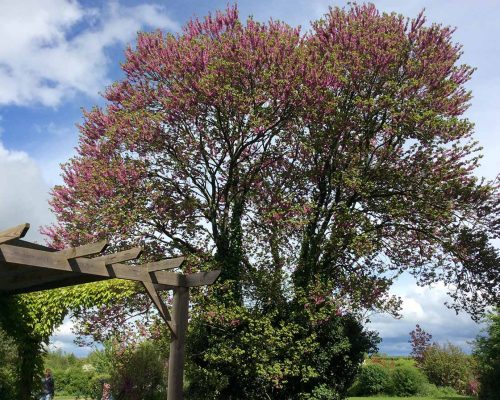 Jardin-gite-fleurs-hotes (6)